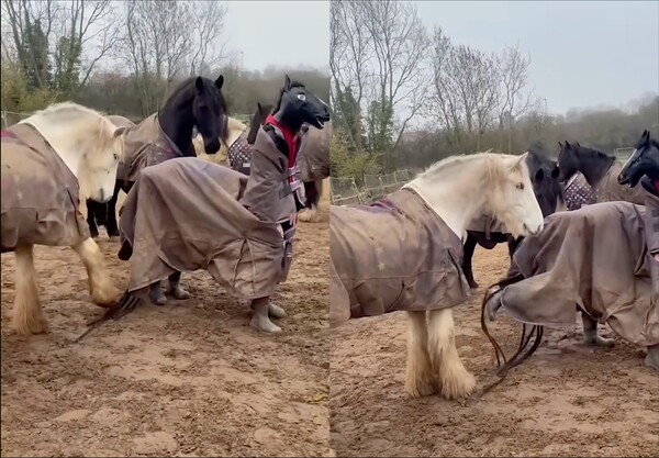 출처: Reddit / 서로 발길질하는 진짜 말과 가짜 말