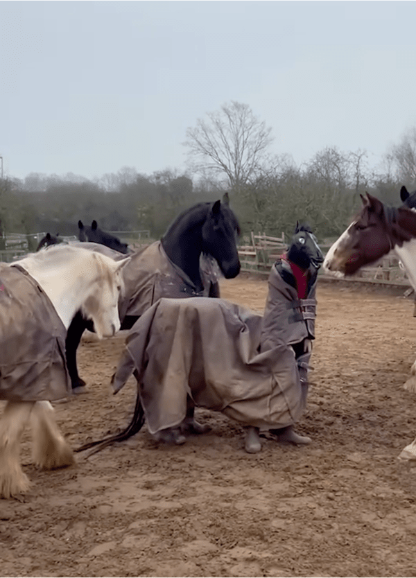 출처: Reddit / 가짜 말에 대한 의심을 거두지 못하는 말들