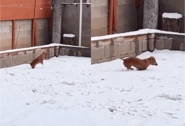 출처: Reddit / 눈 내린 날의 강아지