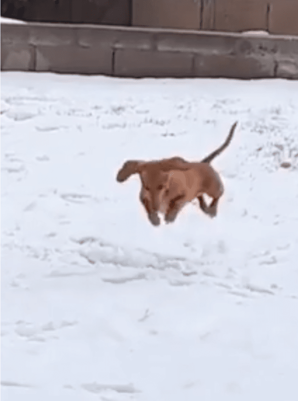 출처: Reddit / 눈밭에서 뛰어노는 강아지