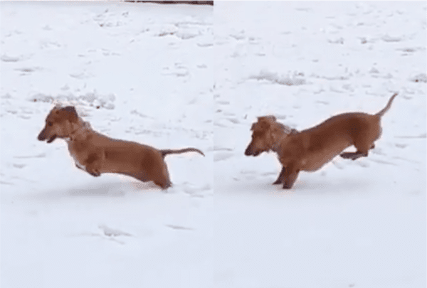 출처: Reddit / 눈 위에서 점프하는 강아지