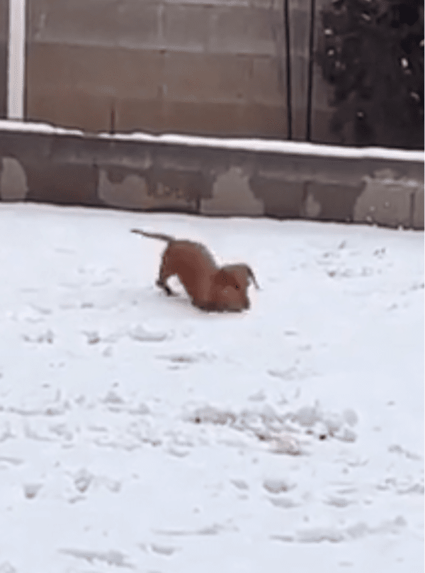 출처: Reddit / 눈이 좋은 강아지