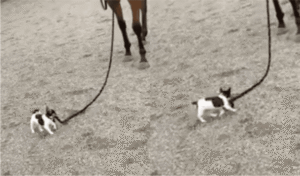 자신보다 몇십 배는 큰 동물을 끌고 다니는 아기 강아지?