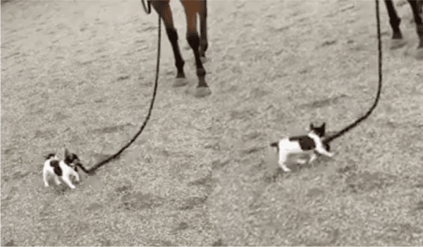 출처: Reddit / 말 목줄을 물고 있는 작은 강아지