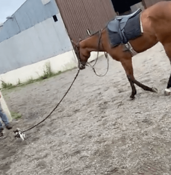 출처: Reddit / 말을 끌고 주인에게로 향하는 강아지