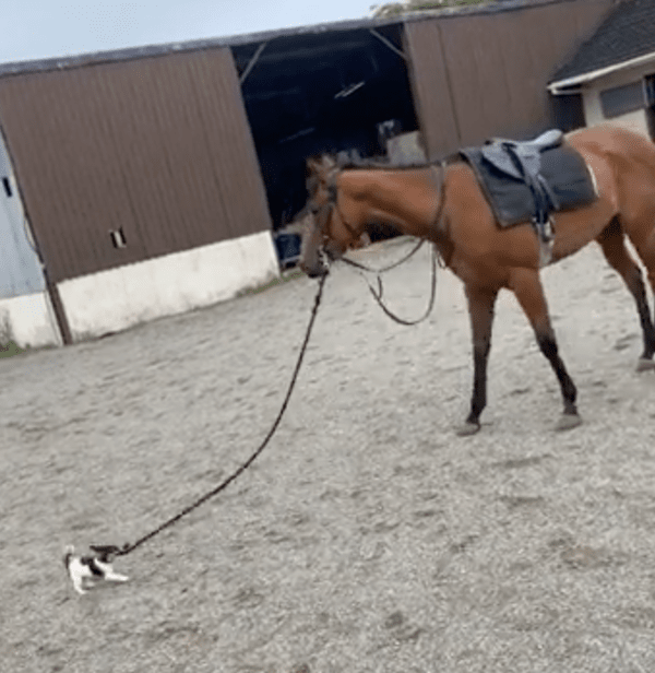 출처: Reddit / 말을 끌고가는 강아지