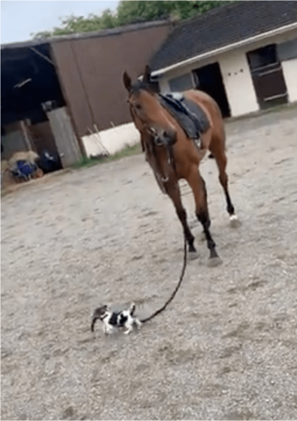 출처: Reddit / 덩치 차이가 몇십 배는 날듯한 강아지와 말