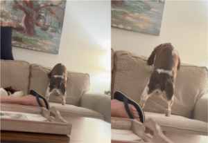 짖고, 물어도 멈추지 않는 강아지의 행동은?