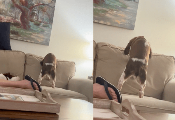 출처: Reddit / 소파 등받이를 파기 시작하는 강아지