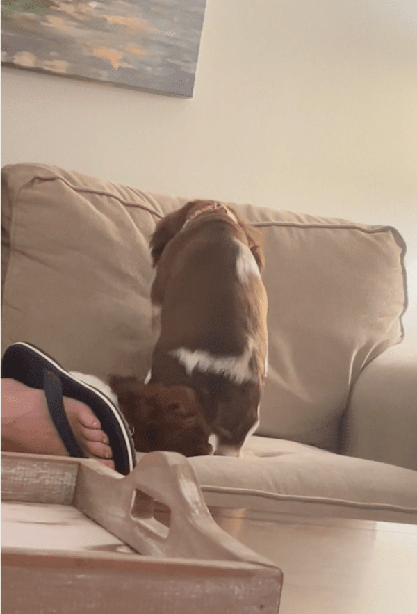 출처: Reddit / 물던 말던 소용없는 마이웨이 강아지