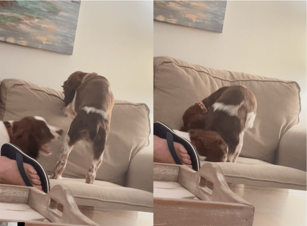 출처: Reddit / 말리기 위해 친구 강아지의 다리를 무는 강아지