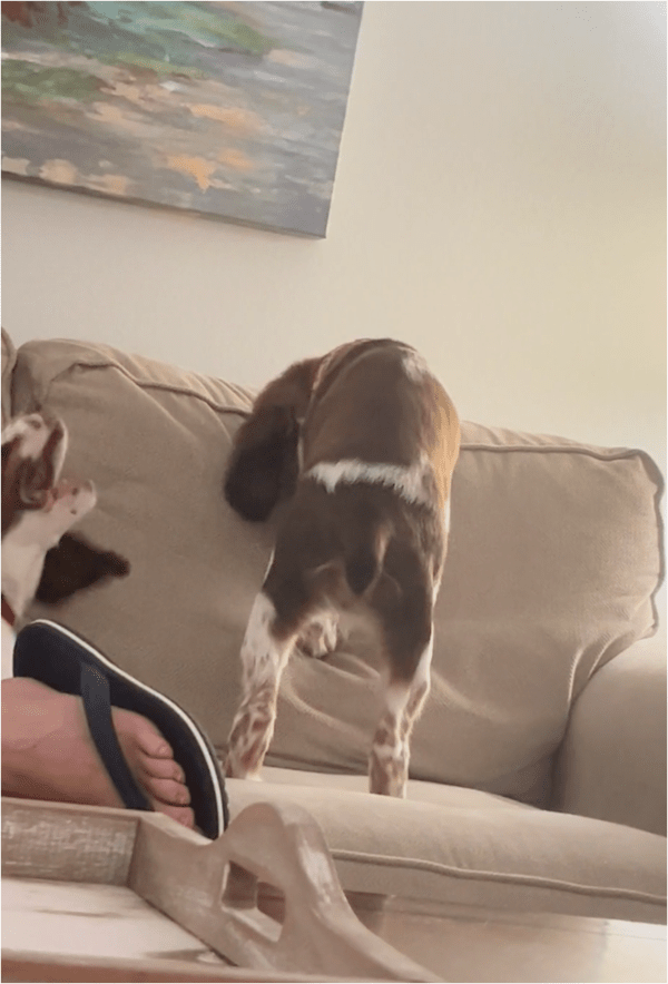 출처: Reddit / "가만히 좀 있어!" 짖는 또다른 강아지