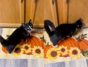 검은 고양이의 우아한 자태의 비결은 이 루틴 덕분?