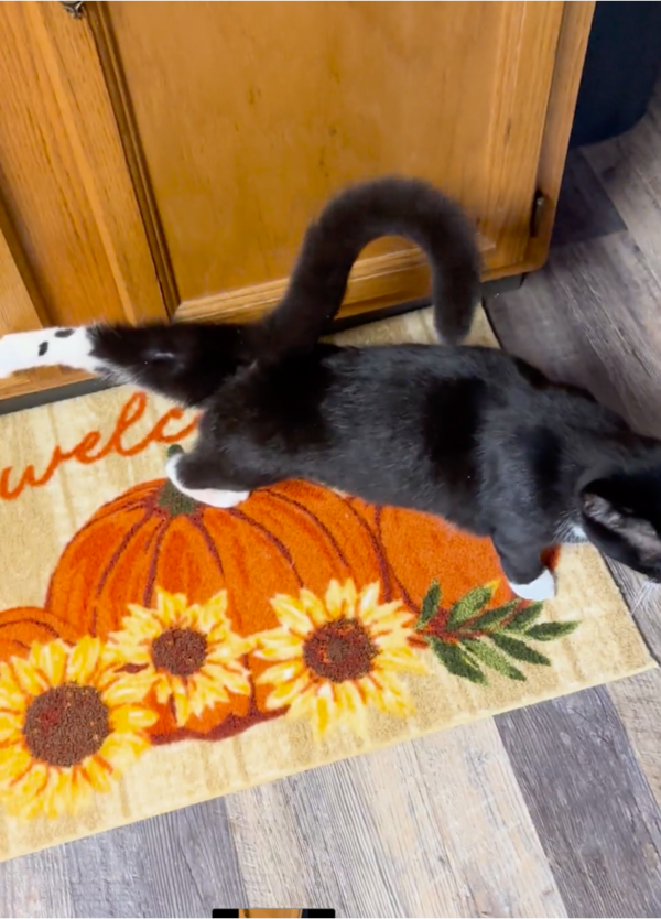 출처: Reddit / 뒷다리 쭉 뻗으며 스트레칭하는 고양이