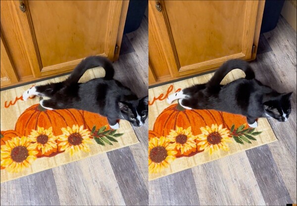 출처: Reddit / 시원하게 몸을 풀어주는 고양이