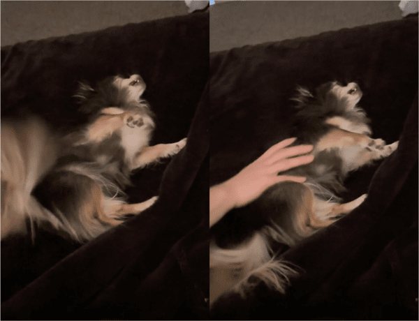 출처: Reddit / 침대에 누워있는 치와와