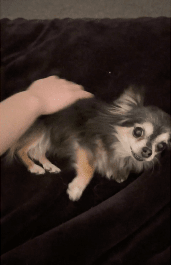 출처: Reddit / 주인의 손길이 좋은 치와와