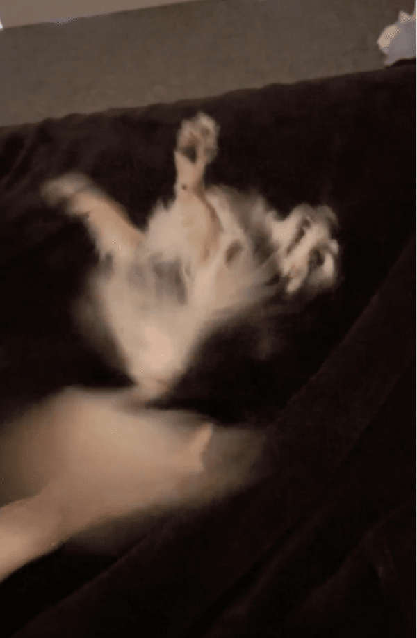 출처: Reddit / 간지럼에 몸을 이리저리 움직이는 치와와