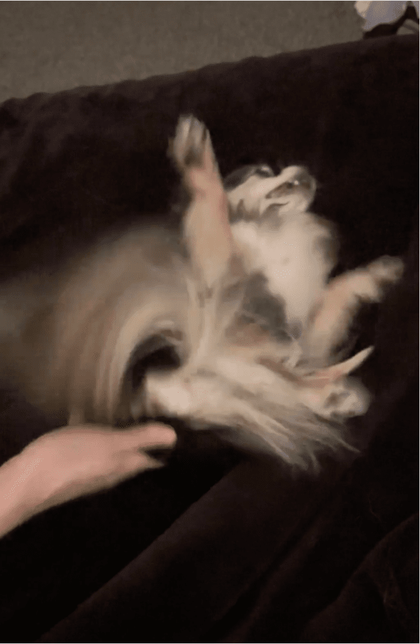 출처: Reddit / 간지럼 타는 치와와