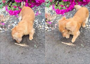 굴착기 못지않는 닥스훈트의 흙 파기 스킬?