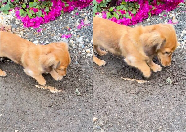 출처: Reddit / 굴착기 못지 않은 땅파기 스킬