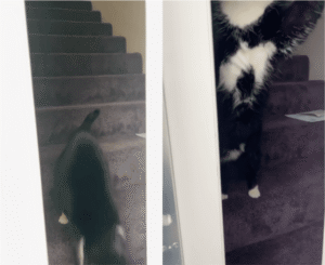 “어, 왔냥?” 문 열어주는 이 집의 주인은?