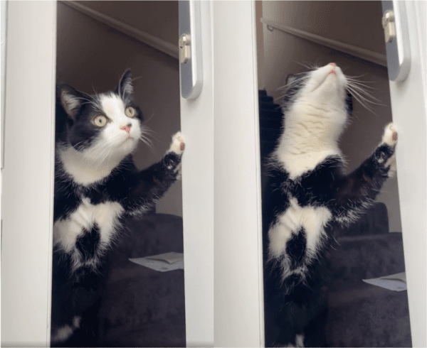 출처: Reddit / 주변을 살펴보는 집주인 냥이