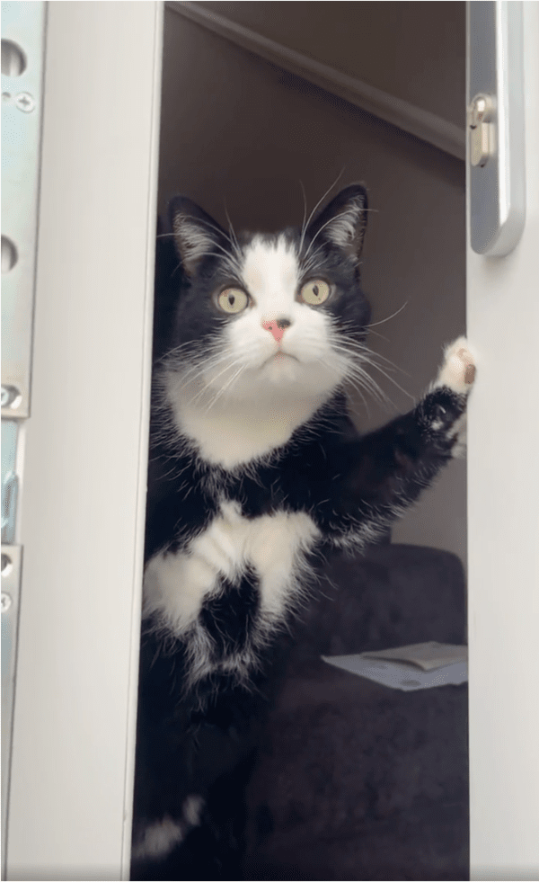 출처: Reddit / "나다옹, 왔냥?"