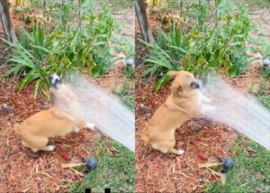 물놀이 너무 좋아! 워터독의 워터쇼!