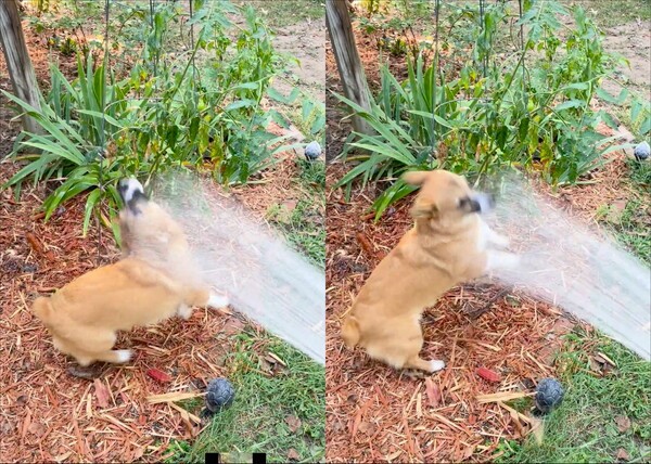 출처: Reddit / 물이 좋은 강아지