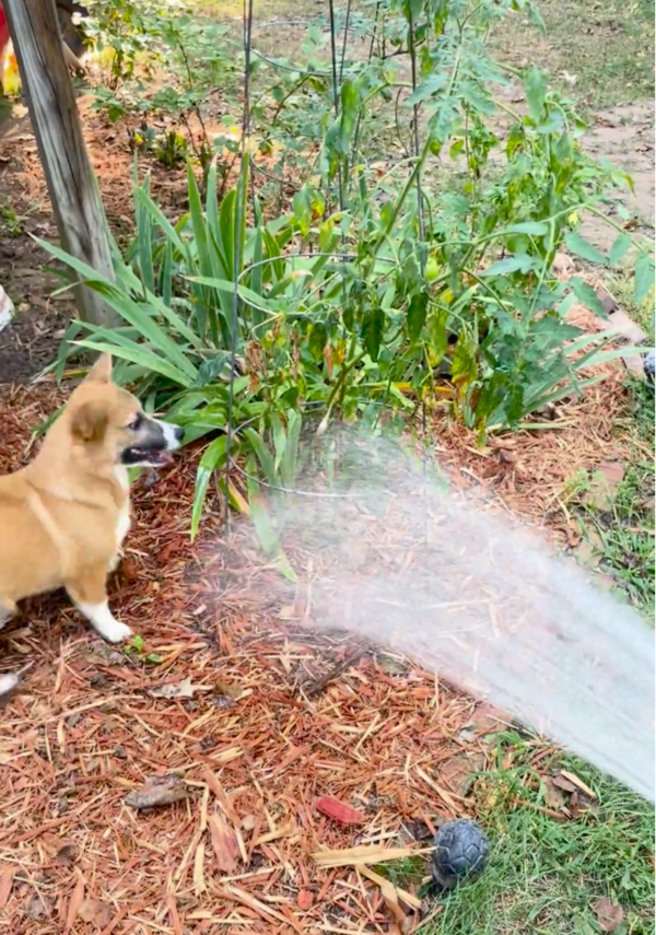 출처: Reddit / "물놀이 할 준비 완료"