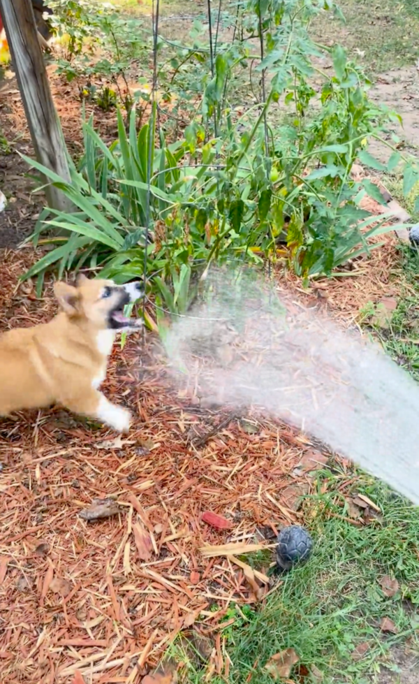 출처: Reddit / 물을 물려하는(?) 강아지