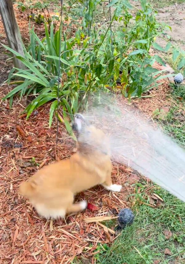 출처: Reddit / 물에 온몸을 던지는 강아지