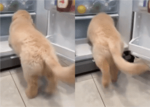 이 작은 강아지만의 무더위 피서법은? “난 OOO로 간다!”