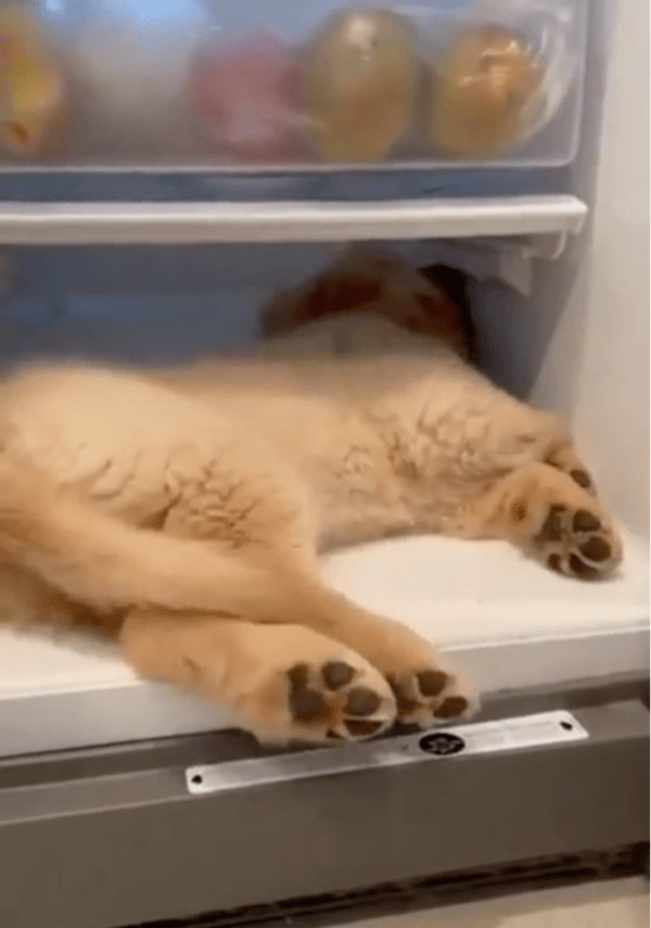 출처: Reddit / "시원해서 잠이 잘 와"