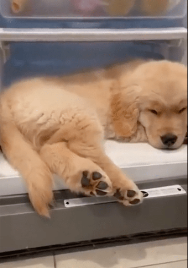 출처: Reddit / 냉장고에서 잠든 강아지