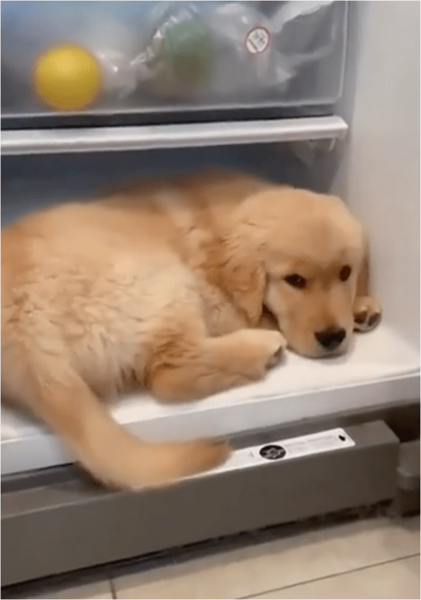 출처: Reddit / 냉장고 안으로 들어간 강아지