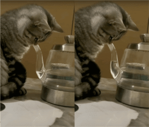 고양이 계의 물리학자, 과학자 탄생?