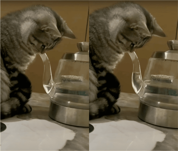 출처: Reddit / 유리 주전자를 바라보는 고양이