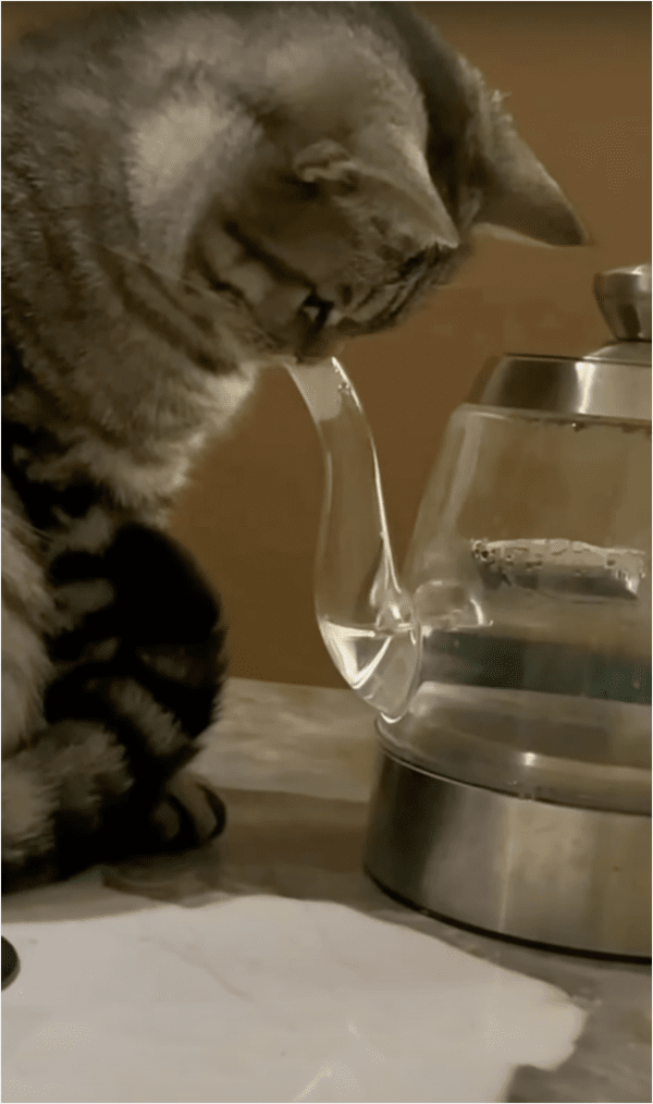 출처: Reddit / 물리법칙을 깨달은(?) 고양이