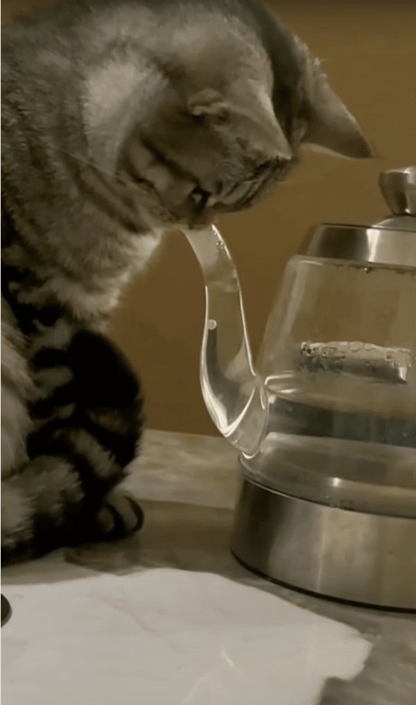 출처: Reddit / "후하후하"