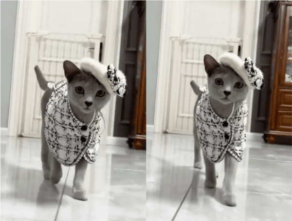 출처: Reddit / 샤넬 그 자체인 고양이