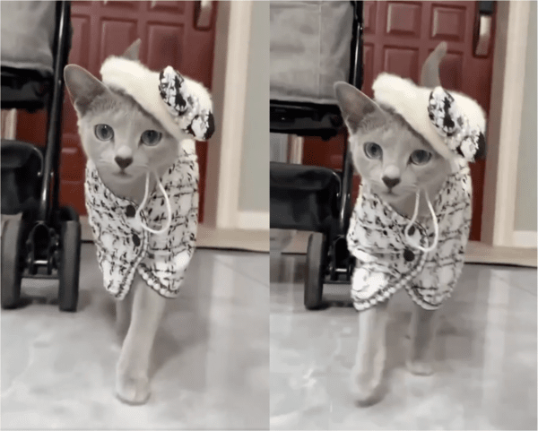 출처: Reddit / 고양이의 우아한 걸음걸이