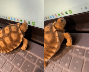 ‘이걸’ 보면 입부터 벌리고 본다는 작은 육지 거북이