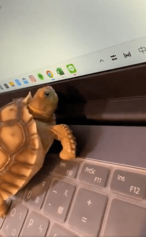 출처: Reddit / "왜 안 씹히지?"