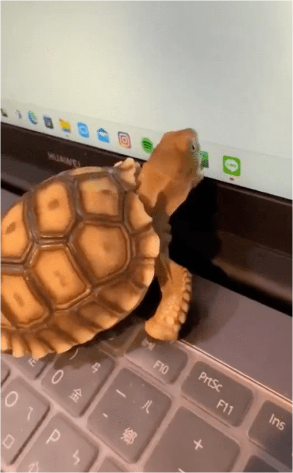 출처: Reddit / 입을 벌리고 화면으로 다가가는 거북이