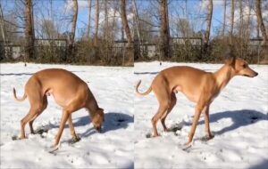 눈을 싫어한 강아지가 취한 독특한 자세