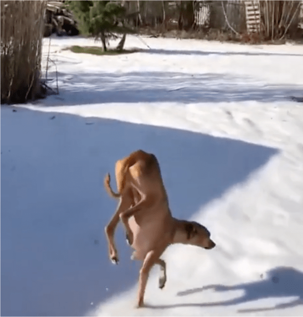 출처: Reddit / 앞발로만 걷는 강아지