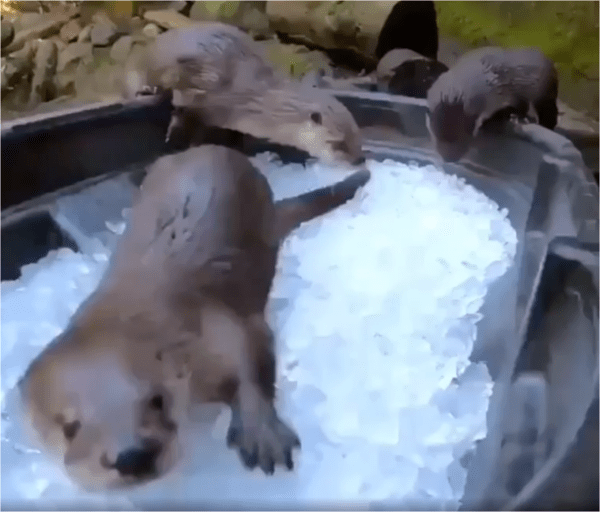 출처: Reddit / 얼음탕에 들어온 수달들