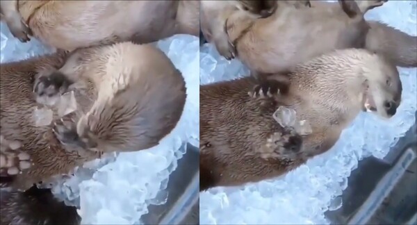 출처: Reddit / 얼음 씹어먹는 수달